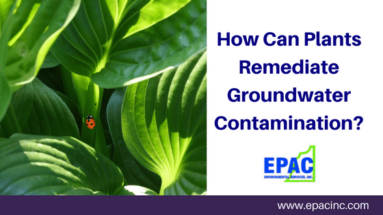 How Can Plant Remediate Groundwater Contamination?